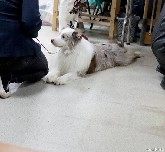 Выставка собак РКФ