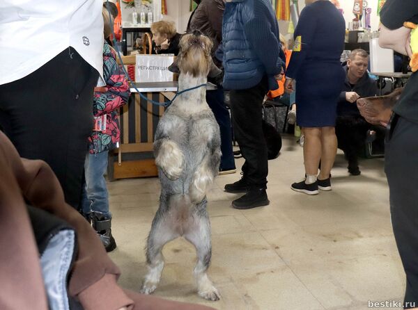 Выставка собак РКФ