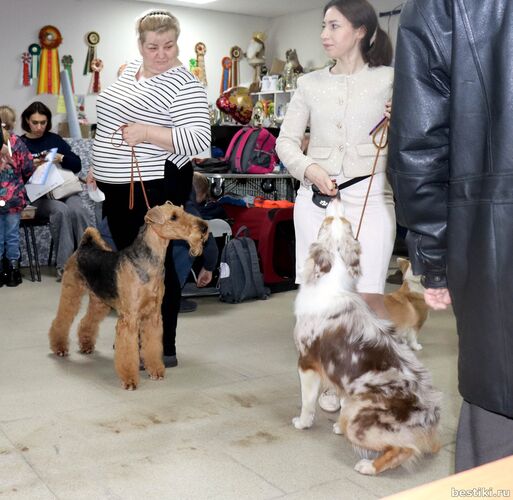 Выставка собак РКФ