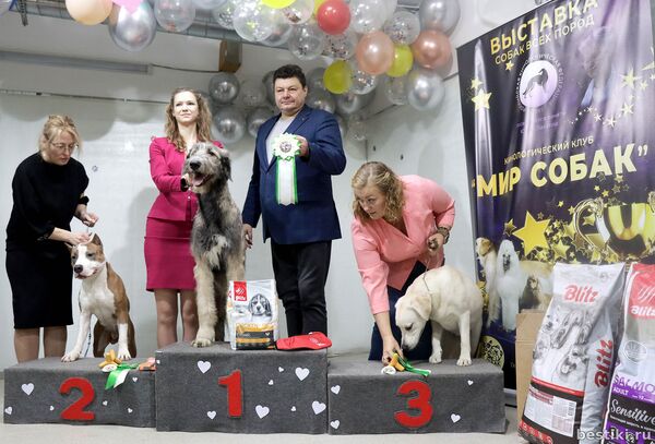 Выставка собак РКФ