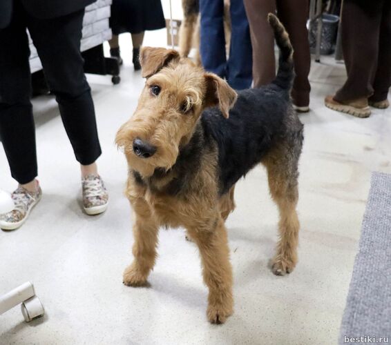 Выставка собак РКФ