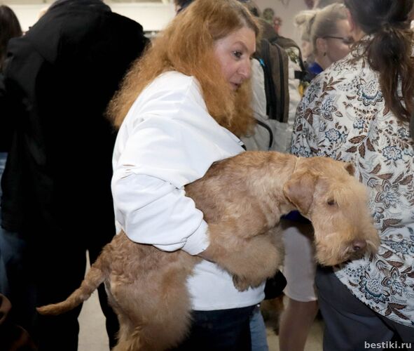 Выставка собак РКФ