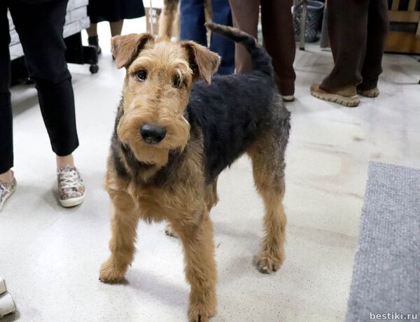 Выставка собак РКФ