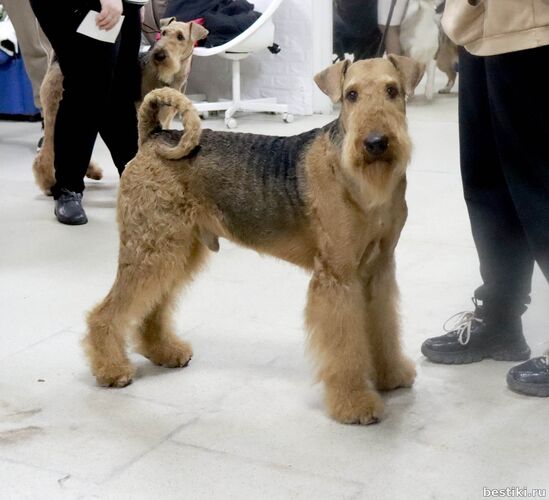 Выставка собак РКФ