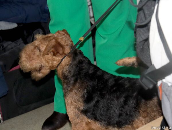 Выставка собак РКФ