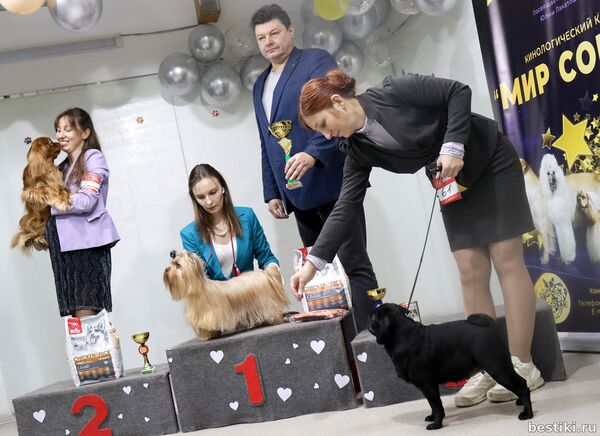 Выставка собак РКФ