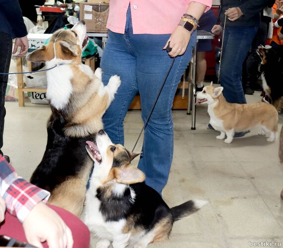 Выставка собак РКФ
