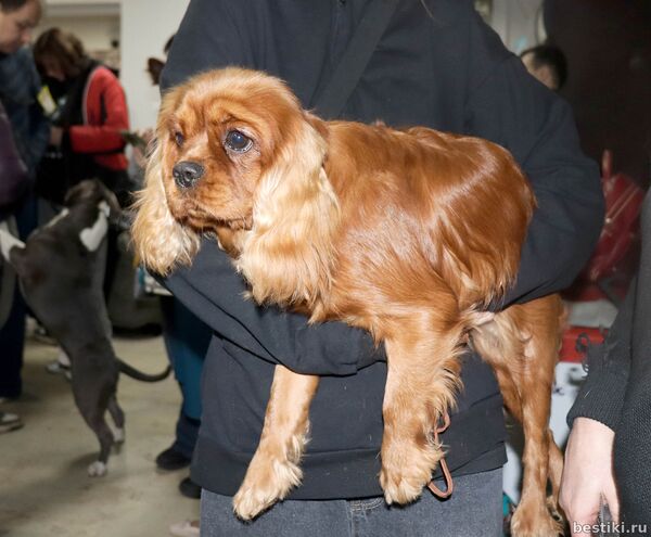 Выставка собак РКФ