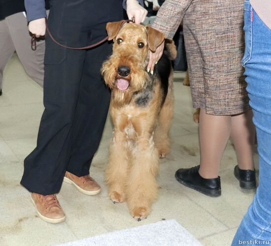 Выставка собак РКФ