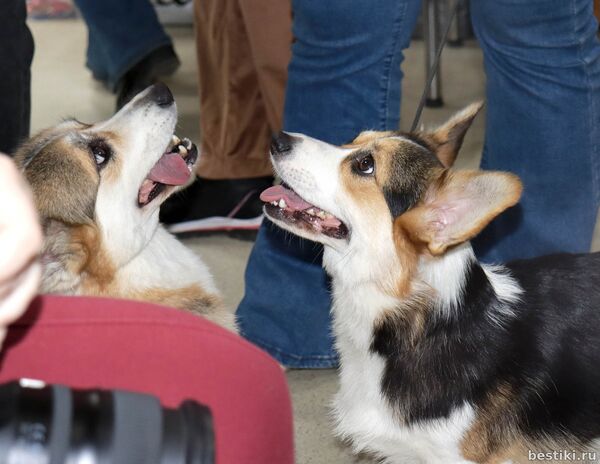Выставка собак РКФ