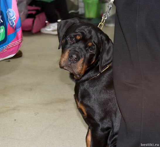 Выставка собак РКФ