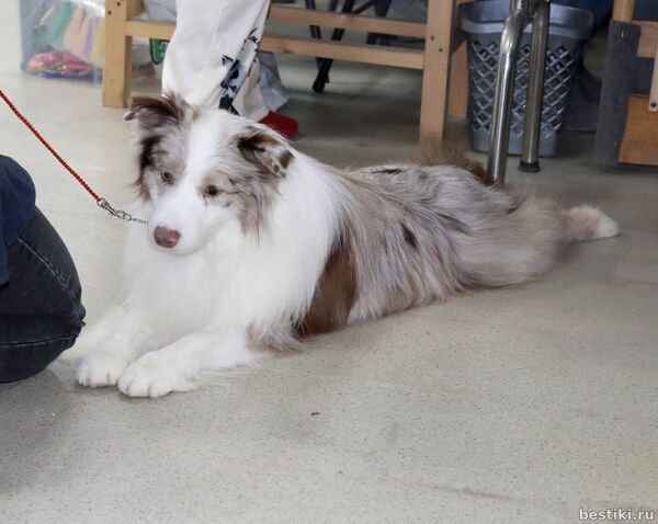 Выставка собак РКФ