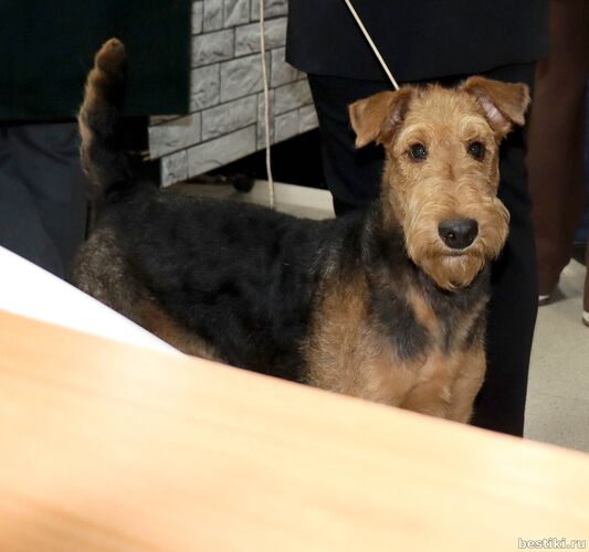 Выставка собак РКФ