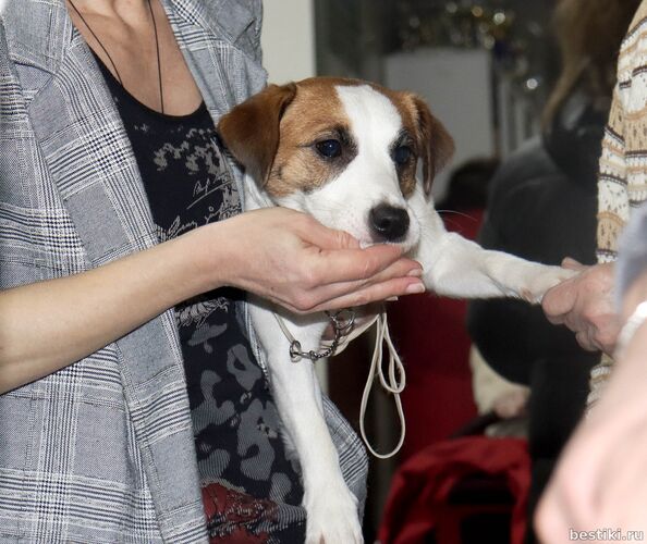 Выставка собак РКФ