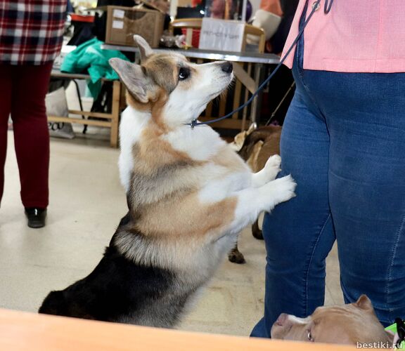 Выставка собак РКФ