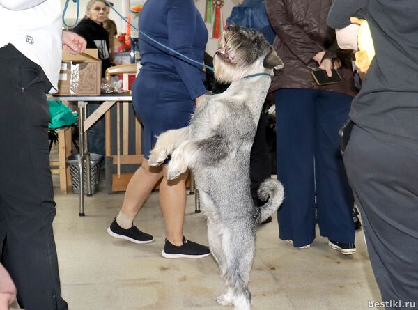 Выставка собак РКФ