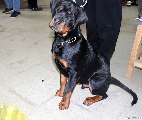 Выставка собак РКФ