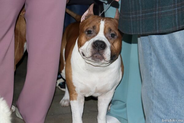 Выставка собак РКФ